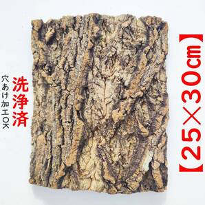 c973【25×30cm】 コルク樹皮 コルク板 バージンコルク 穴あけ/送料無料 チランジア ビカクシダ 着生ラン 両生類 爬虫類 ビカクシダ