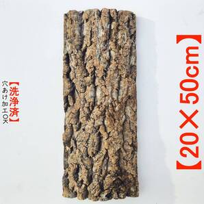 c2019 20×50cm コルク樹皮 コルク板 バージンコルク 送料無料 チランジア ビカクシダ 着生ラン 両生類 爬虫類 コウモリラン