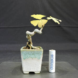 イチョウ ミニ盆栽 奥行7cm 横幅8.5cm 高さ12.5cm