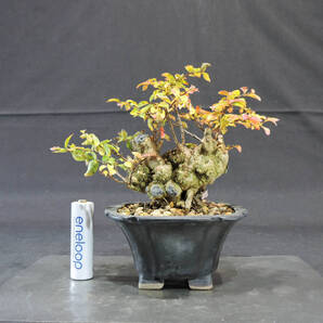 姫百日紅 ( ヒメサルスベリ / サルスベリ / 百日紅 ) 盆栽 奥行9cm 横幅15cm 高さ13.5cm