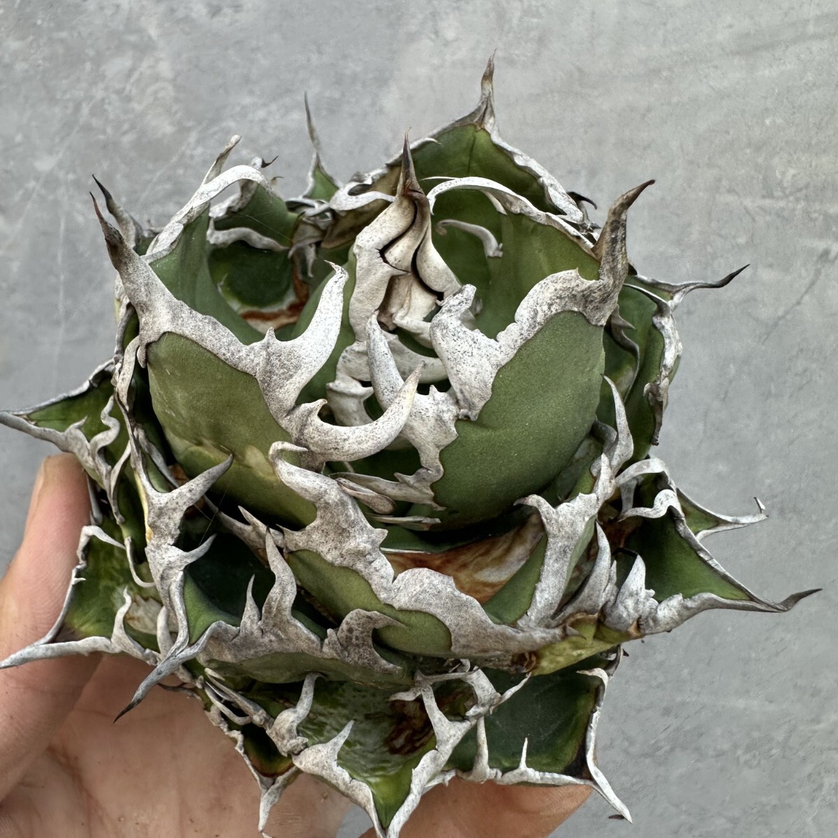 Yahoo!オークション -「アガベ シーザー」の落札相場・落札価格