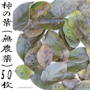 送料無料ネ「柿の葉 50枚 +@ 無農薬 メダカ 金魚 越冬用 」 柿葉 天然 国産 生薬 自然食 オーガニック 柿の葉茶 入浴剤 日本 柿 葉 茶葉