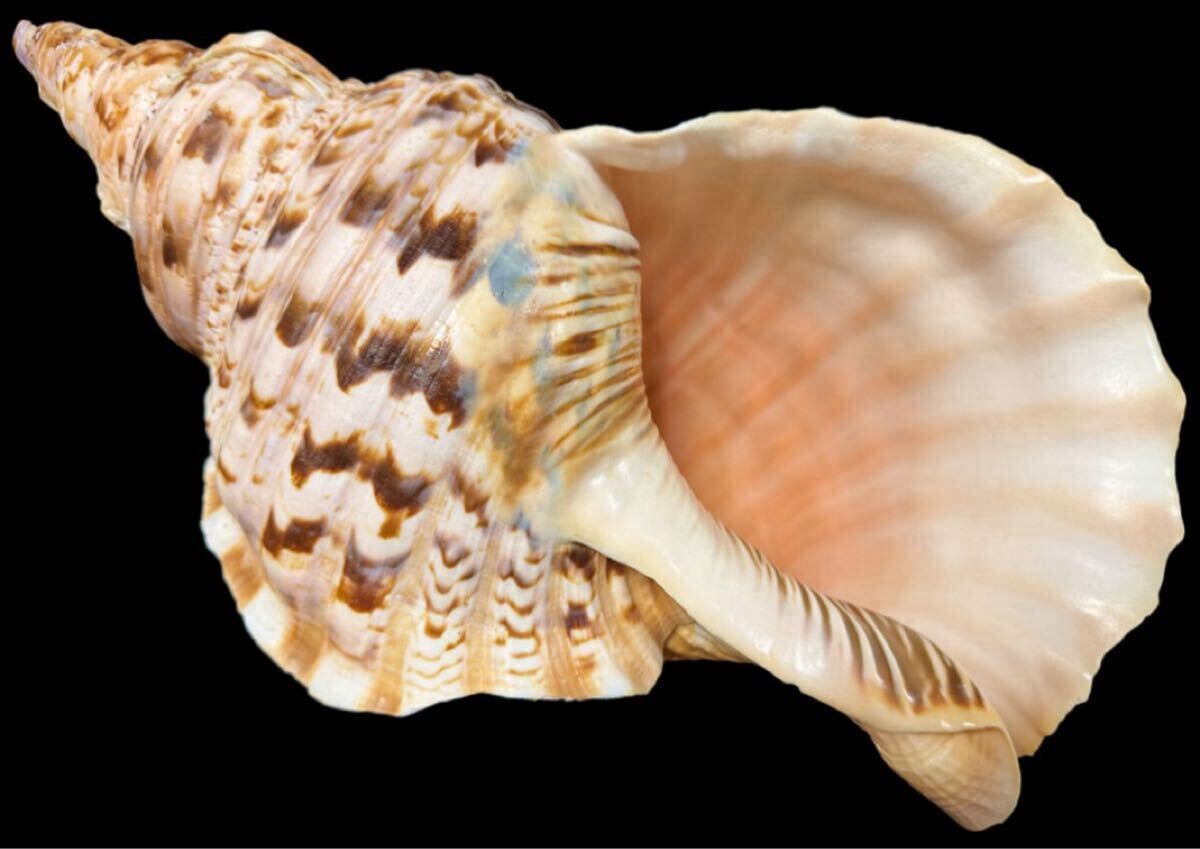 2025年最新】Yahoo!オークション -#法螺貝の中古品・新品・未