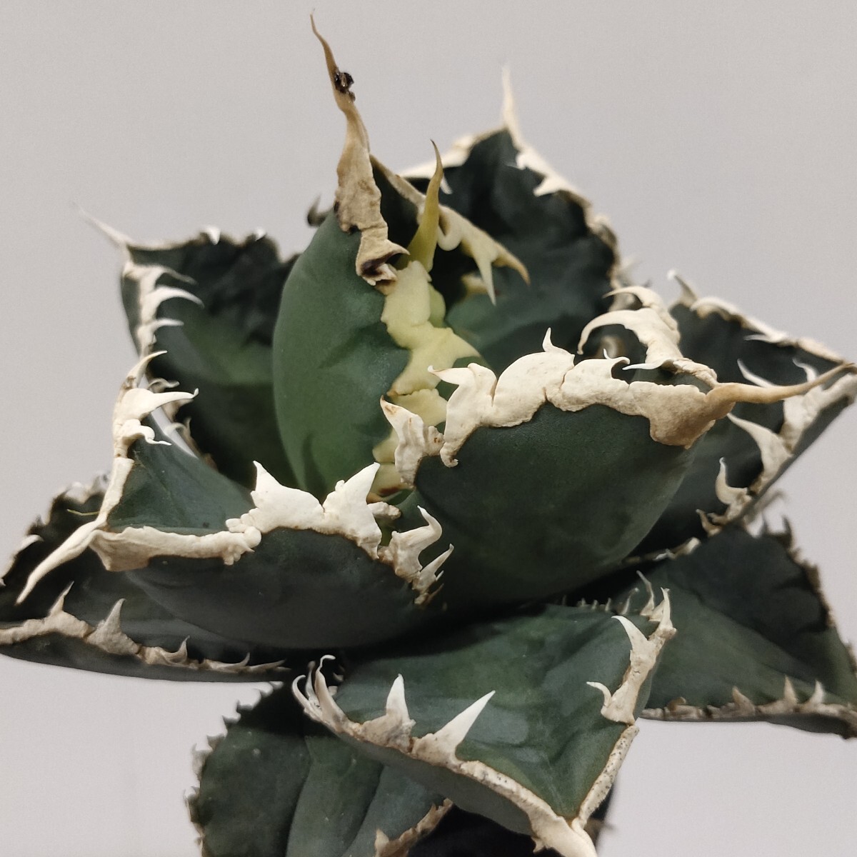 2025年最新】アガベ チタノタの人気商品一覧 - Yahoo!オークション