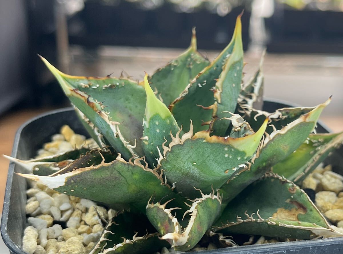 2025年最新】Yahoo!オークション -アガベ 豆豆龍の中古品・新品・未