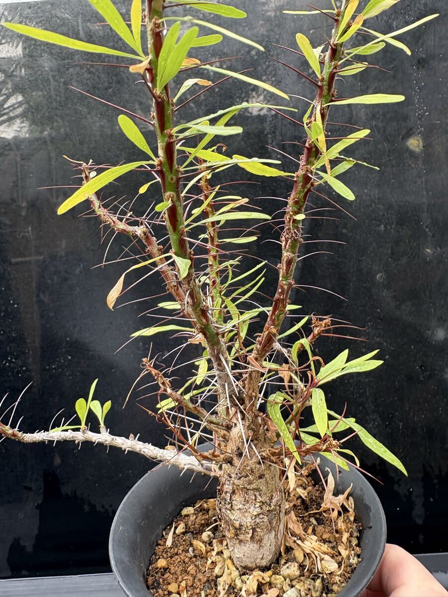 2025年最新】Yahoo!オークション -フォークイエリア プルプシーの中古