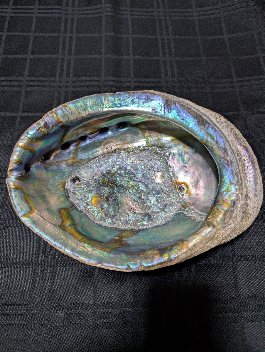 2025年最新】Yahoo!オークション -アワビ貝殻(科学、自然)の中古品