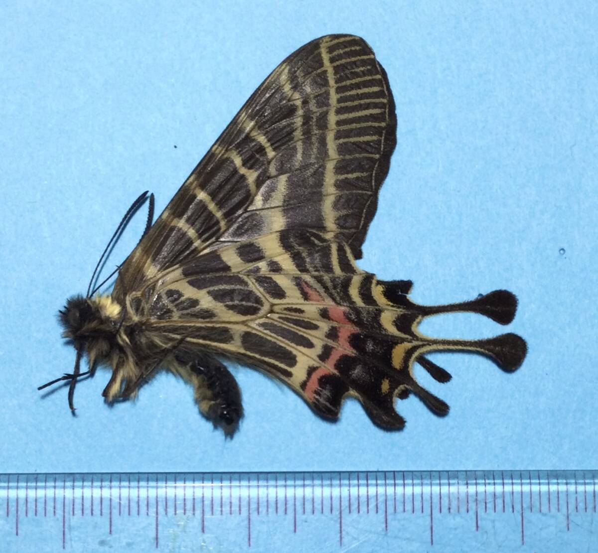 2025年最新】アゲハ標本の魅力的な商品を探す - Yahoo!オークション