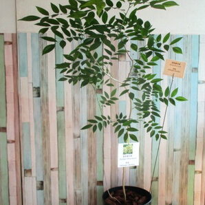 ハカランダより高価なローズウッド!2018年産海南黄花梨(パフュームローズウッド)フレグラーポット21サイズ苗七年生!巨大107cm!!