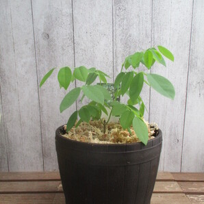 2024年産ココボロ(ニカラグアンローズウッド)5号鉢苗