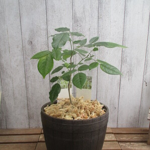 2023年産ニューハカランダ(ホンジュラスローズウッド)5号鉢苗希少種!