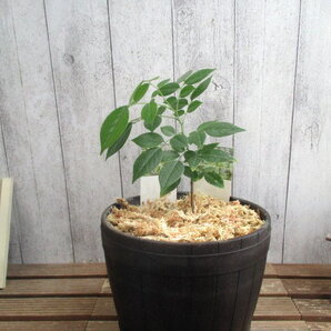 2023年産ニューハカランダ(ホンジュラスローズウッド)5号鉢苗希少種!