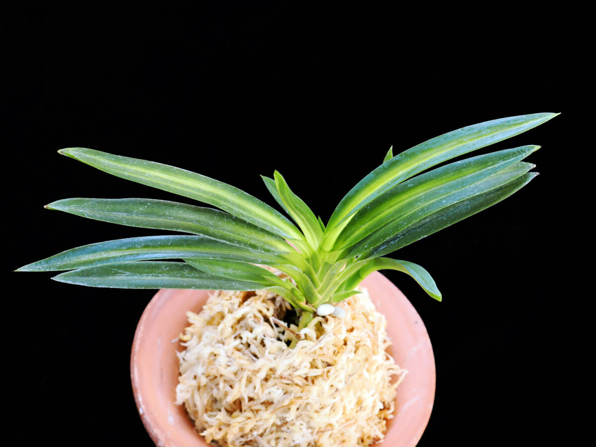 富貴蘭　山陰産　珍品　ルビー根　仮名　鬼切の誉　２本立ち Yahoo!オークション -「富貴蘭 ルビー根」(ラン) (花)の落札相場・落札価格