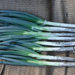 【岩手盛岡産】長ねぎ(土つき)太~極太サイズ 5キロ (土ねぎ)