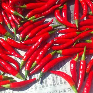 【岩手盛岡産】赤唐辛子 小 100g 辛いです。(とうがらし) 農薬不使用