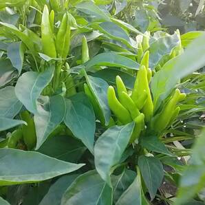 【岩手盛岡産】青唐辛子 100g 辛いです。 (青とうがらし) 農薬不使用