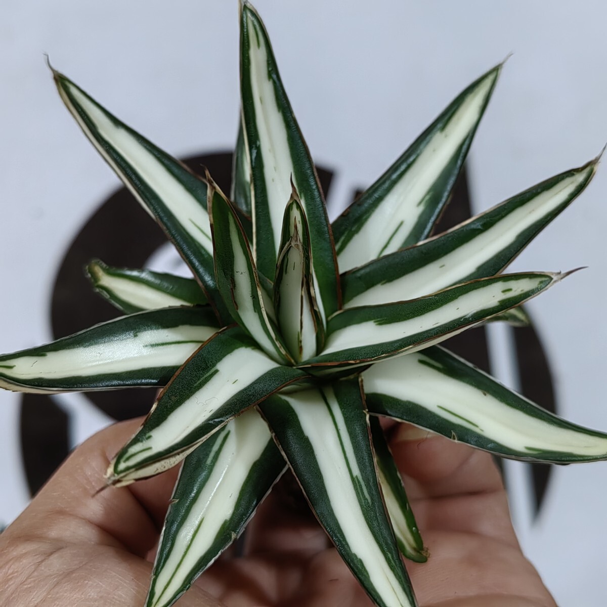 Yahoo!オークション -「アガベ 氷山」(アガベ) (観葉植物)の落札相場