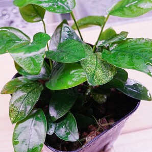 特大アヌビアスナナプチスノーフレーク ポット株 組織培養 水上葉 水草セット 無農薬