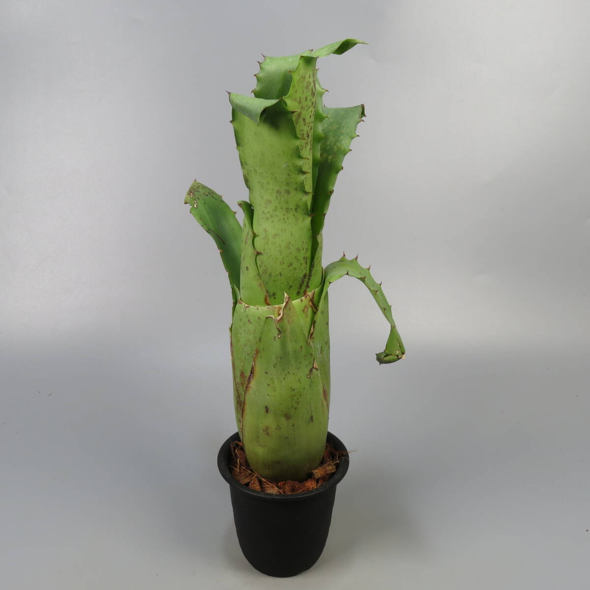 2025年最新】Yahoo!オークション -ホヘンベルギア(観葉植物)の