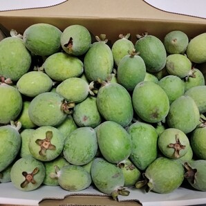 【希少・旬の味覚】静岡県産フェイジョア 約1kg 無農薬 栄養抜群 若返りの実