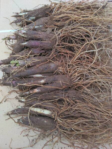 山菜、行者ニンニクの苗50本。