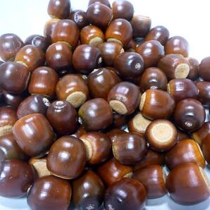 【2025年収穫】ドングリ(アベマキ)中 25個