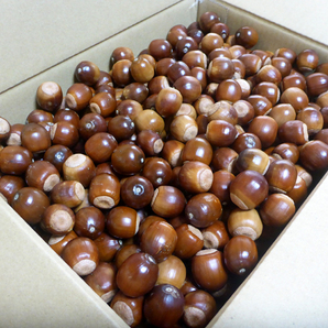 【2025年収穫】ドングリ(アベマキ)小 30個