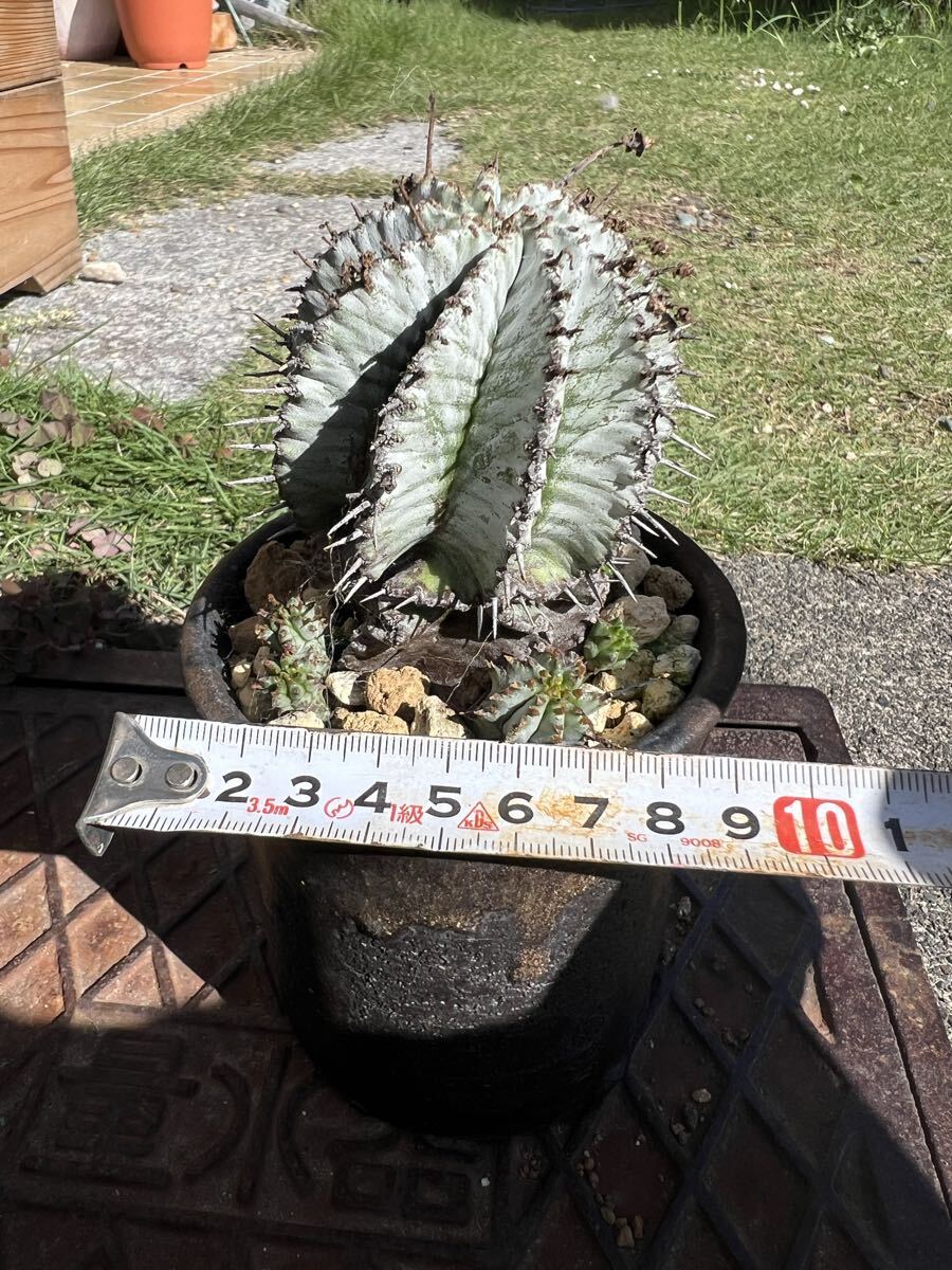 総*長様 B14238★オークション★巨大6.5cm株！ユーフォルビア ホリダ 総*長様 B14238☆オークション☆巨大6.5cm株！ユーフォルビア ホリダ