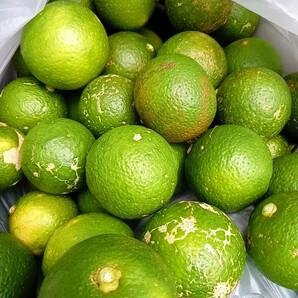 完熟★かぼす カボス ★農薬なし、露地もの 13キロ 13kg 黄色