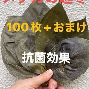 【抗菌効果】乾燥アク抜き☆柿の葉100枚+おまけ☆完成無農薬☆メダカ☆室内水槽にも☆越冬用☆寝床用☆隠れ家
