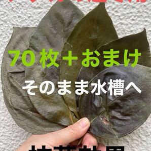 【抗菌効果】乾燥アク抜き☆柿の葉70枚+おまけ☆完成無農薬☆メダカ☆室内水槽にも☆越冬用☆寝床用☆隠れ家☆