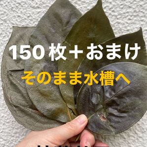 【抗菌効果】乾燥アク抜き☆柿の葉150枚+おまけ☆完成無農薬☆メダカ☆室内水槽にも☆越冬用☆寝床用☆隠れ家