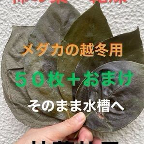 【抗菌効果】乾燥アク抜き☆柿の葉50枚+おまけ☆完成無農薬☆メダカ☆室内水槽にも☆越冬用☆寝床用☆隠れ家