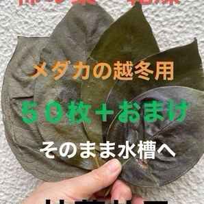 【抗菌効果】乾燥アク抜き☆柿の葉50枚+おまけ☆完成無農薬☆メダカ☆室内水槽にも☆越冬用☆寝床用☆隠れ家