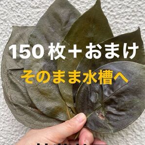 【抗菌効果】乾燥アク抜き☆柿の葉150枚+おまけ☆完成無農薬☆メダカ☆室内水槽にも☆越冬用☆寝床用☆隠れ家