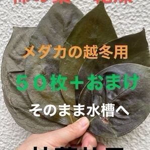 【抗菌効果】乾燥アク抜き☆柿の葉50枚+おまけ☆完成無農薬☆メダカ☆室内水槽にも☆越冬用☆寝床用☆隠れ家