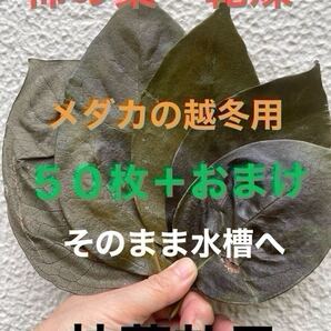 【抗菌効果】乾燥アク抜き☆柿の葉50枚+おまけ☆完成無農薬☆メダカ☆室内水槽にも☆越冬用☆寝床用☆隠れ家