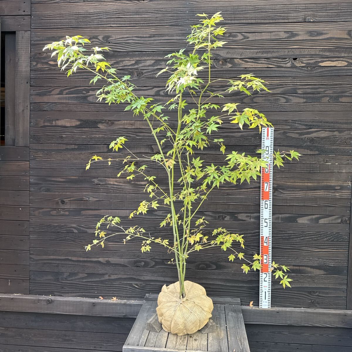 2025年最新】Yahoo!オークション -山採り(植木、庭木)の中古品・新品