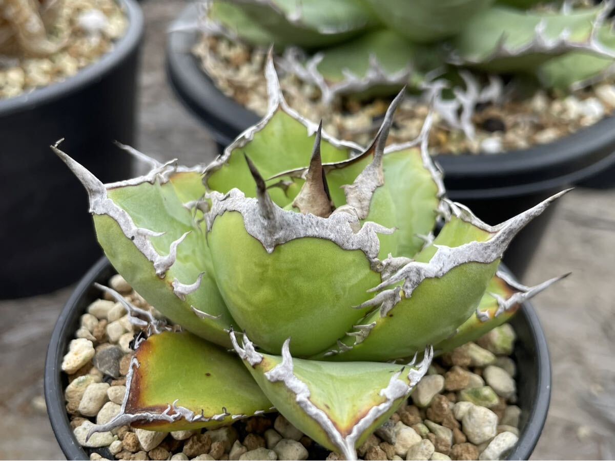 2025年最新】Yahoo!オークション -アガベ オアハカオテロイの中古品