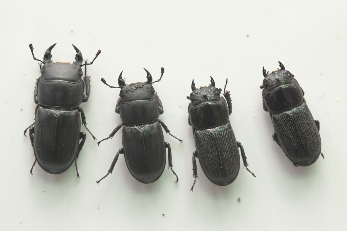 【ペア！】ムシモンオオクワガタ 新成虫ペア　イタリア産　後食済