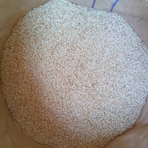 令和7年産 コシヒカリ 玄米29kg ①