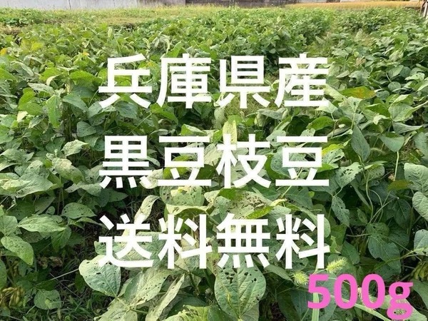 兵庫県産 黒豆枝豆 新鮮直送 枝豆 送料無料 ネコポス 500g +α