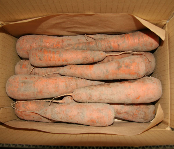 自然栽培 にんじん(4kg)★北海道産★無肥料 無農薬★自然栽培の匠から引き継がれた究極の自然農法★約50年、農薬を使わず野菜作っています