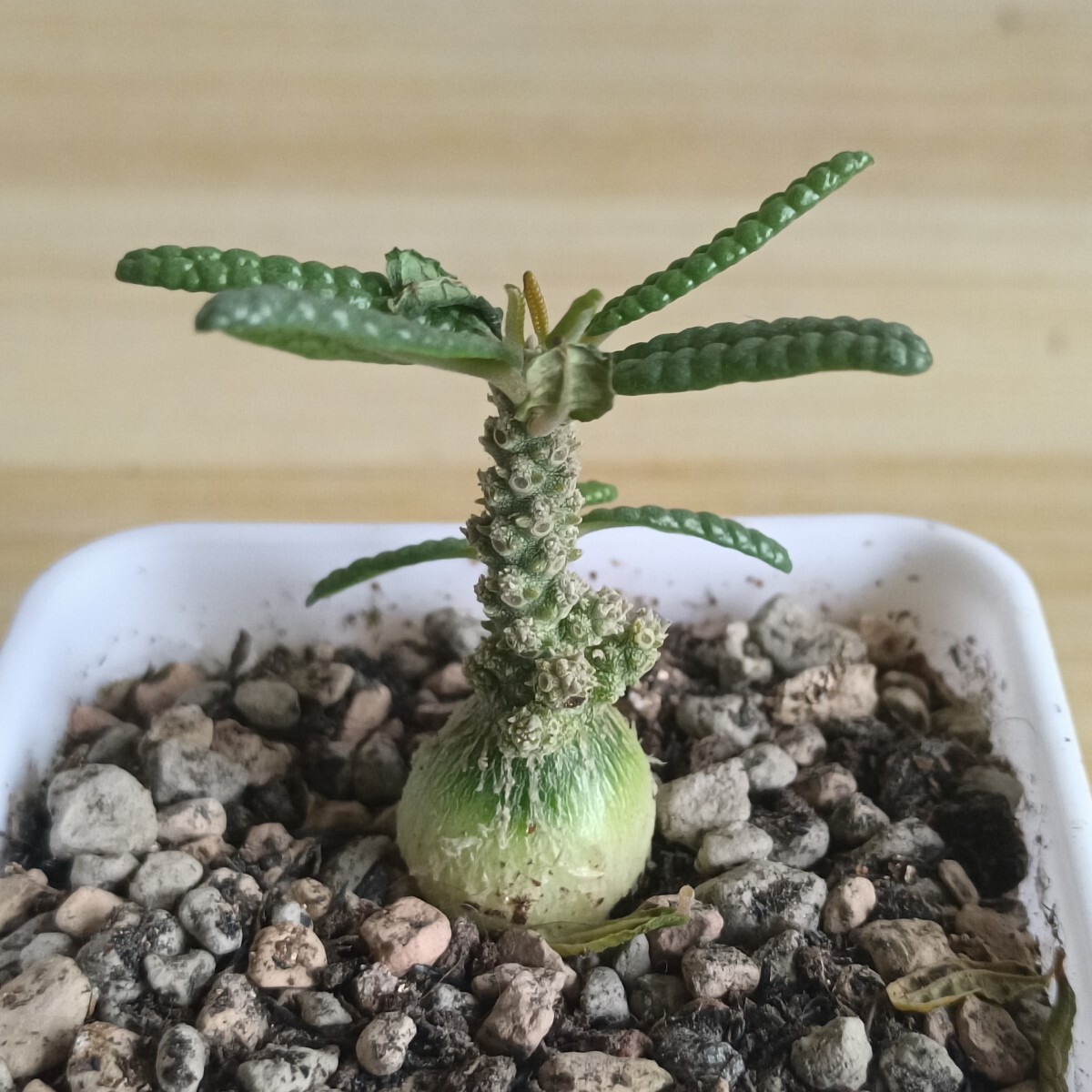 Yahoo!オークション -「ドルステニア ギガス ブラータ」(観葉植物) の