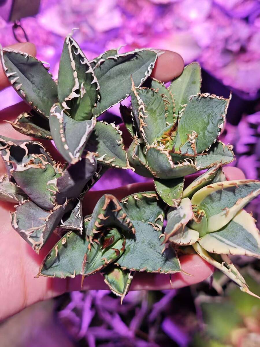 Yahoo!オークション -「スナグルトゥース」の落札相場・落札価格