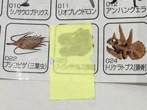 1　UHA味覚糖 海洋堂 チョコラザウルス 恐竜・古代生物 DINOTALES 第1シリーズ 8種セット 未組立 食玩　海洋堂　トリケラトプス（頭骨）入_画像3