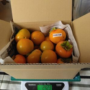 次郎柿 甘柿、約2.0kg 大小混合、色むら、軽い傷などがある場合があります