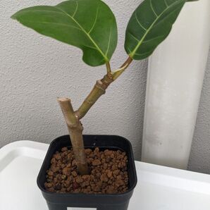 ④ 希少 フィカス・アフリカンプリンス