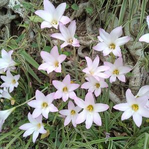 ハブランサスチェリーピンク