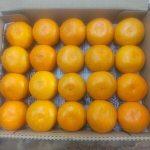 和歌山みかん20玉